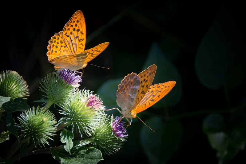 Butterfly Effect Rule